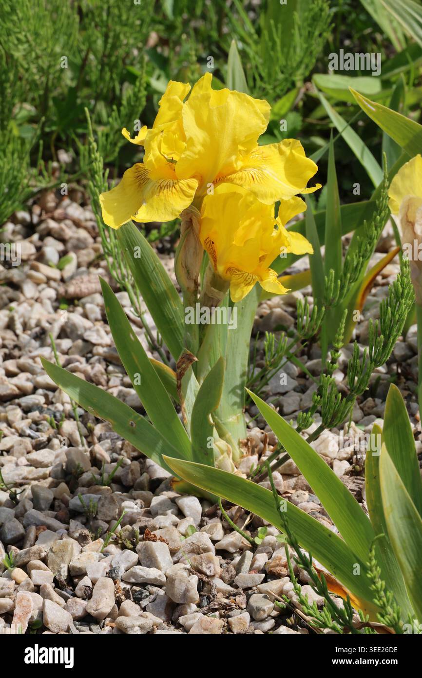 Iris „Clara Garland“. Nahaufnahme einer einzelnen mittelbärtigen gelben Iris mit braunen Markierungen und tiefgelbem Bart. Stockfoto
