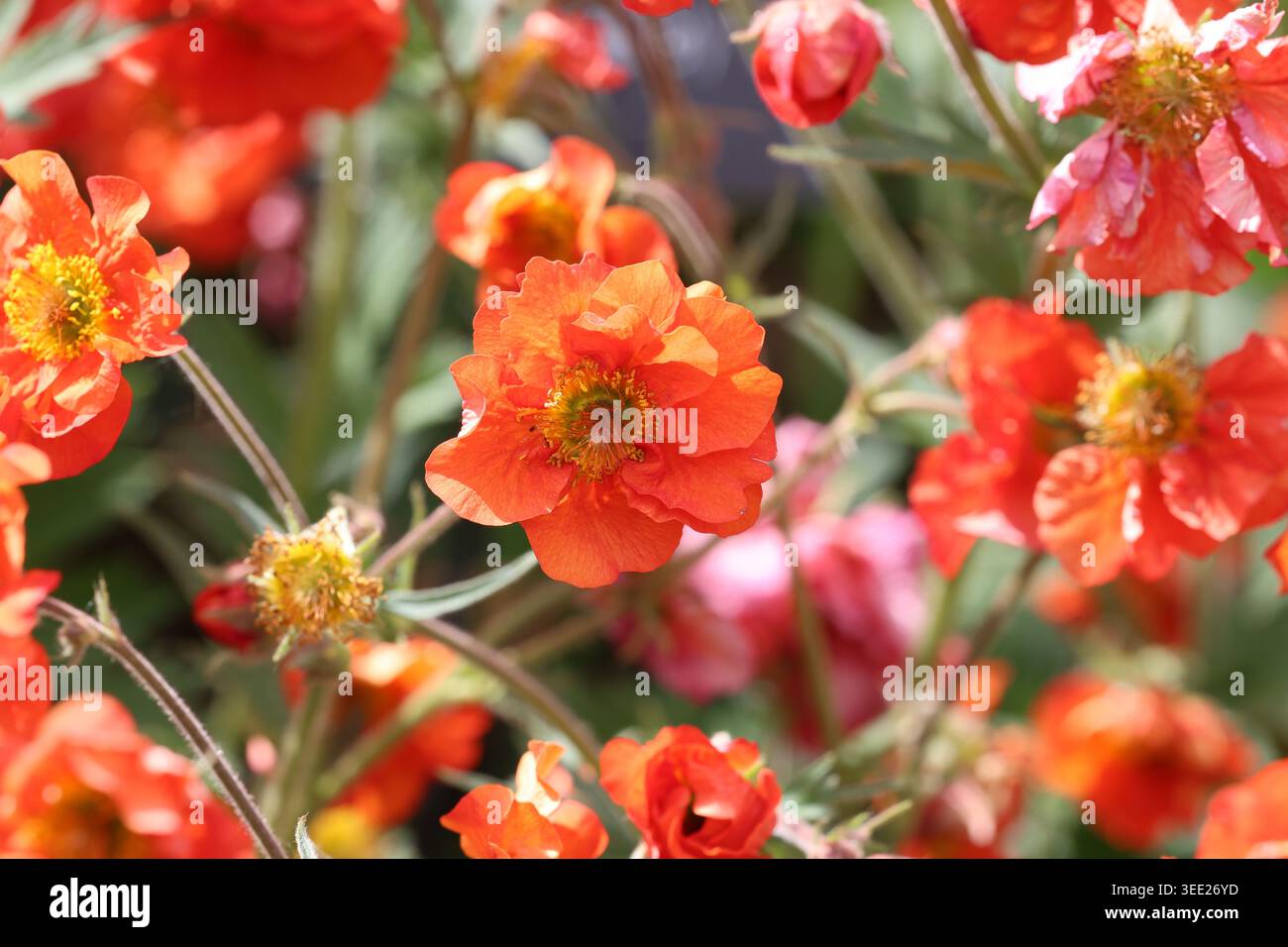 Geum Scarlet Tempest ('Macgeu001'PBR) (Tempest Serie). Nahaufnahme der scharlachroten Asche aus der Tempest-Serie im Frühjahr. Stockfoto