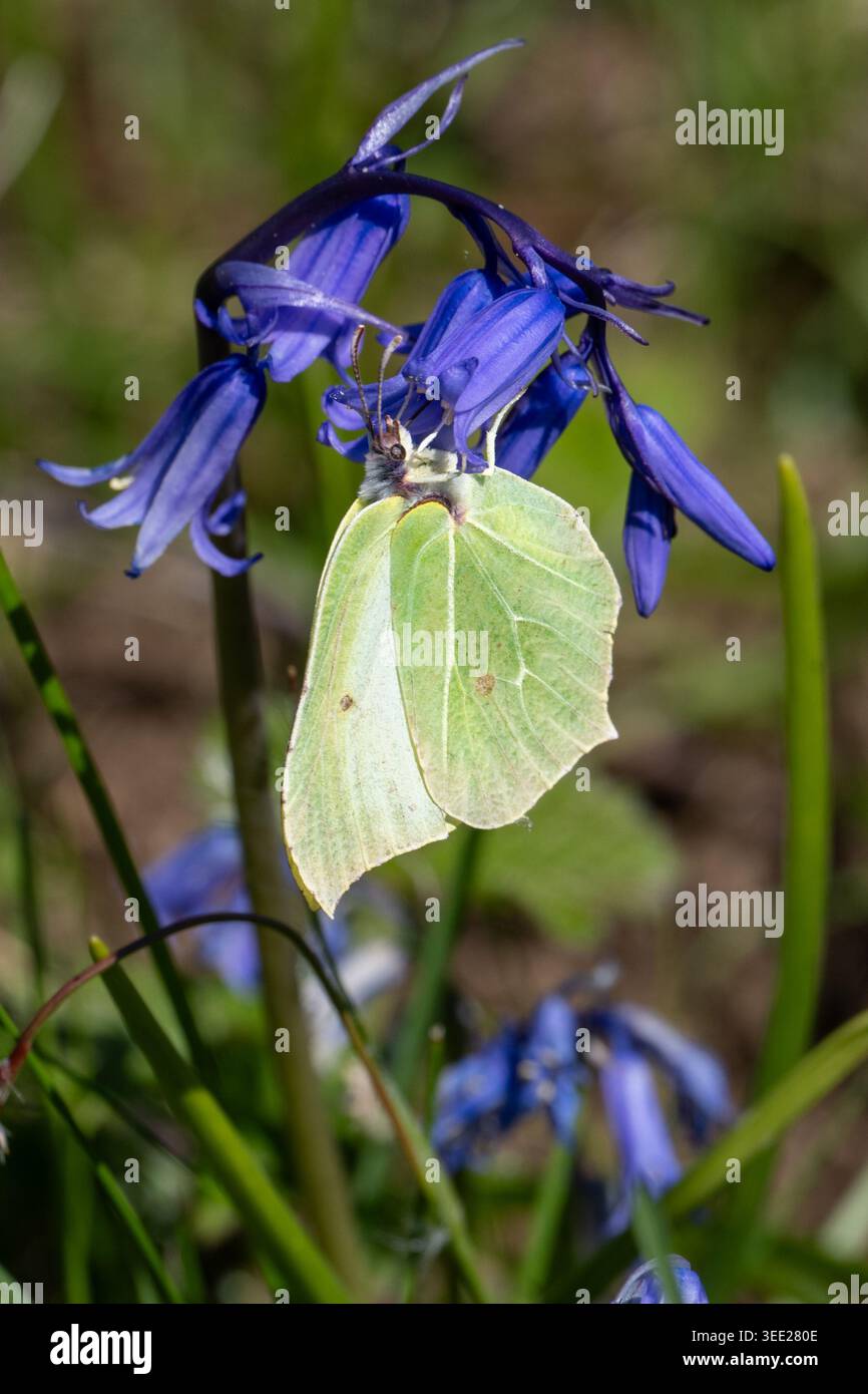 Schwefel-Schmetterling hängt an einer Glocke in Oxwich Stockfoto