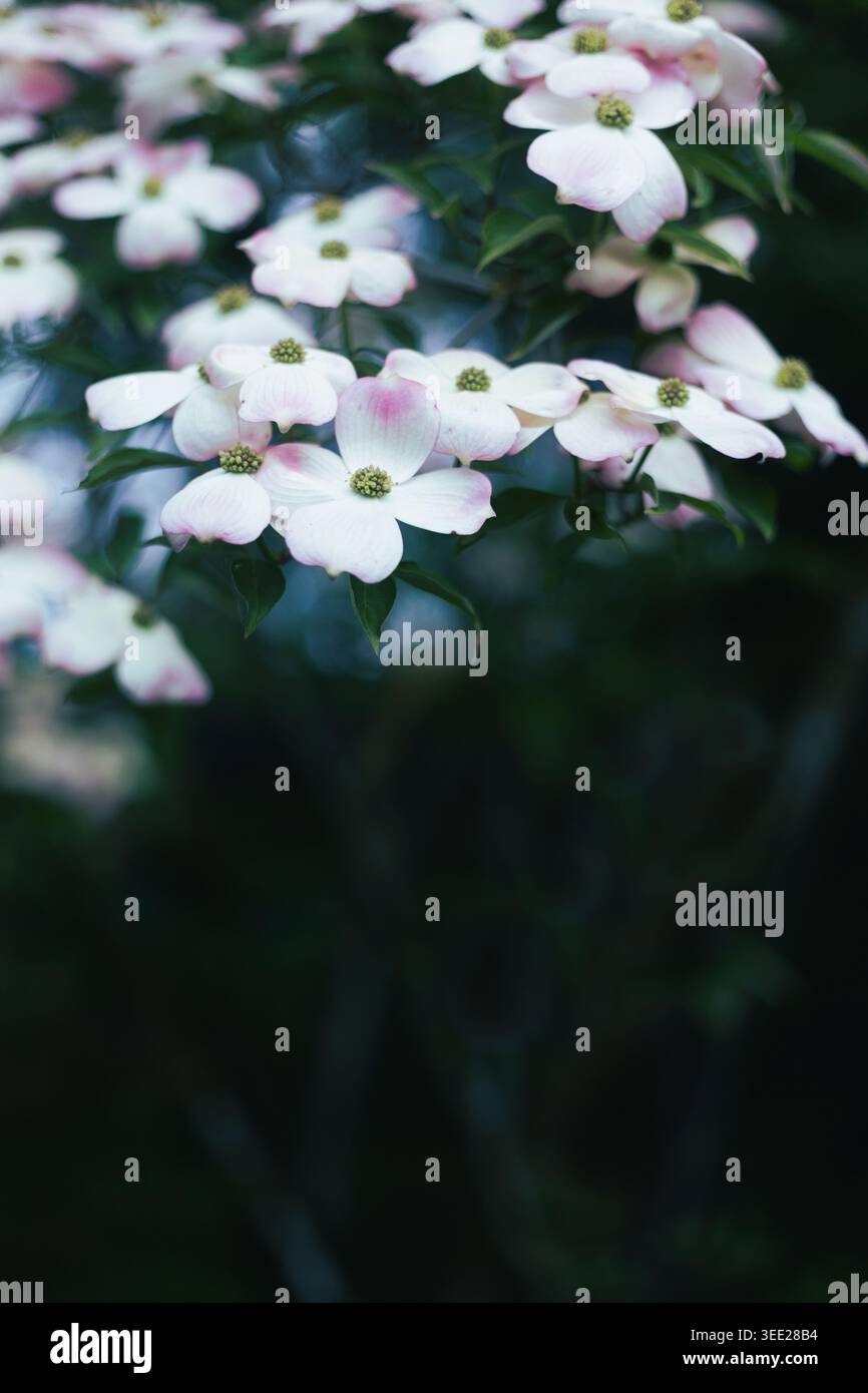 Wunderschöne Hundeholzblumen in einem Garten. Stockfoto