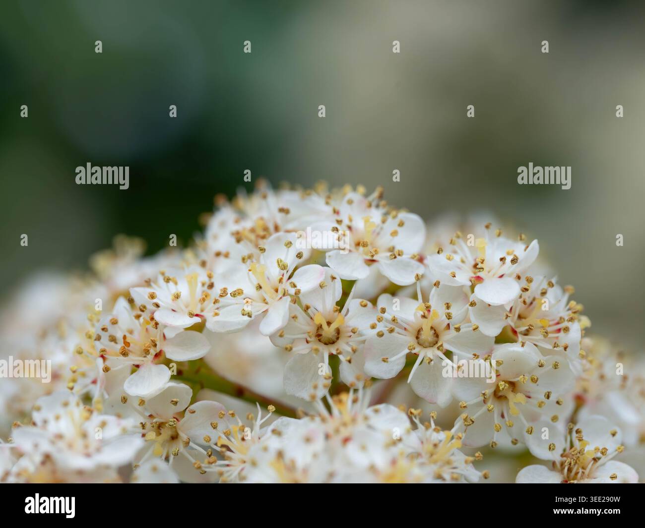 Pflanzen -Sorbus aucuparia - schöne weiße Blüten hochwertige Fotos Stockfoto