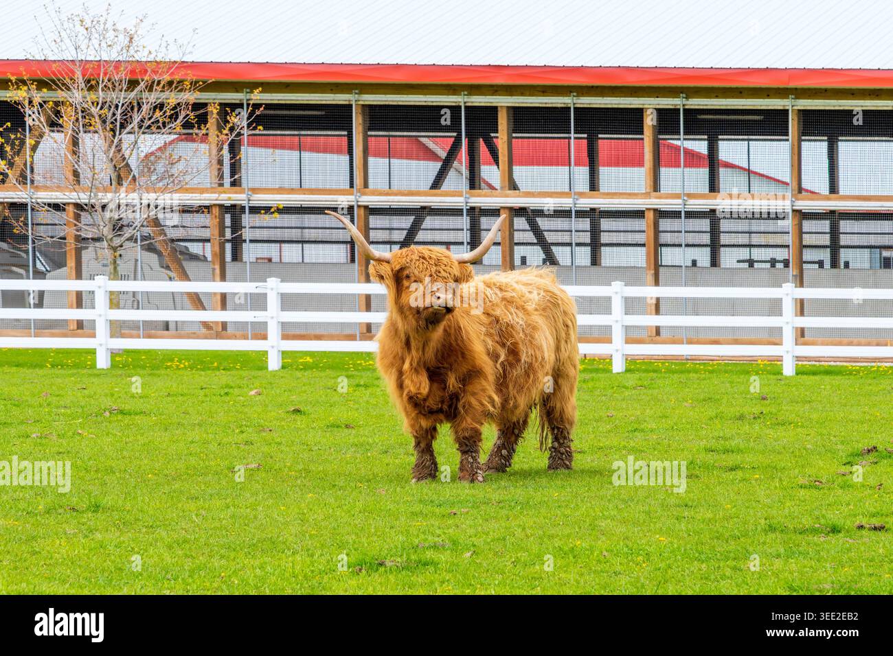 Highland-Rinder stammen aus den schottischen Highlands und den Inseln Westschottlands. Da sie sich gut an die harten Winter angepasst haben, wurden sie eingeführt Stockfoto