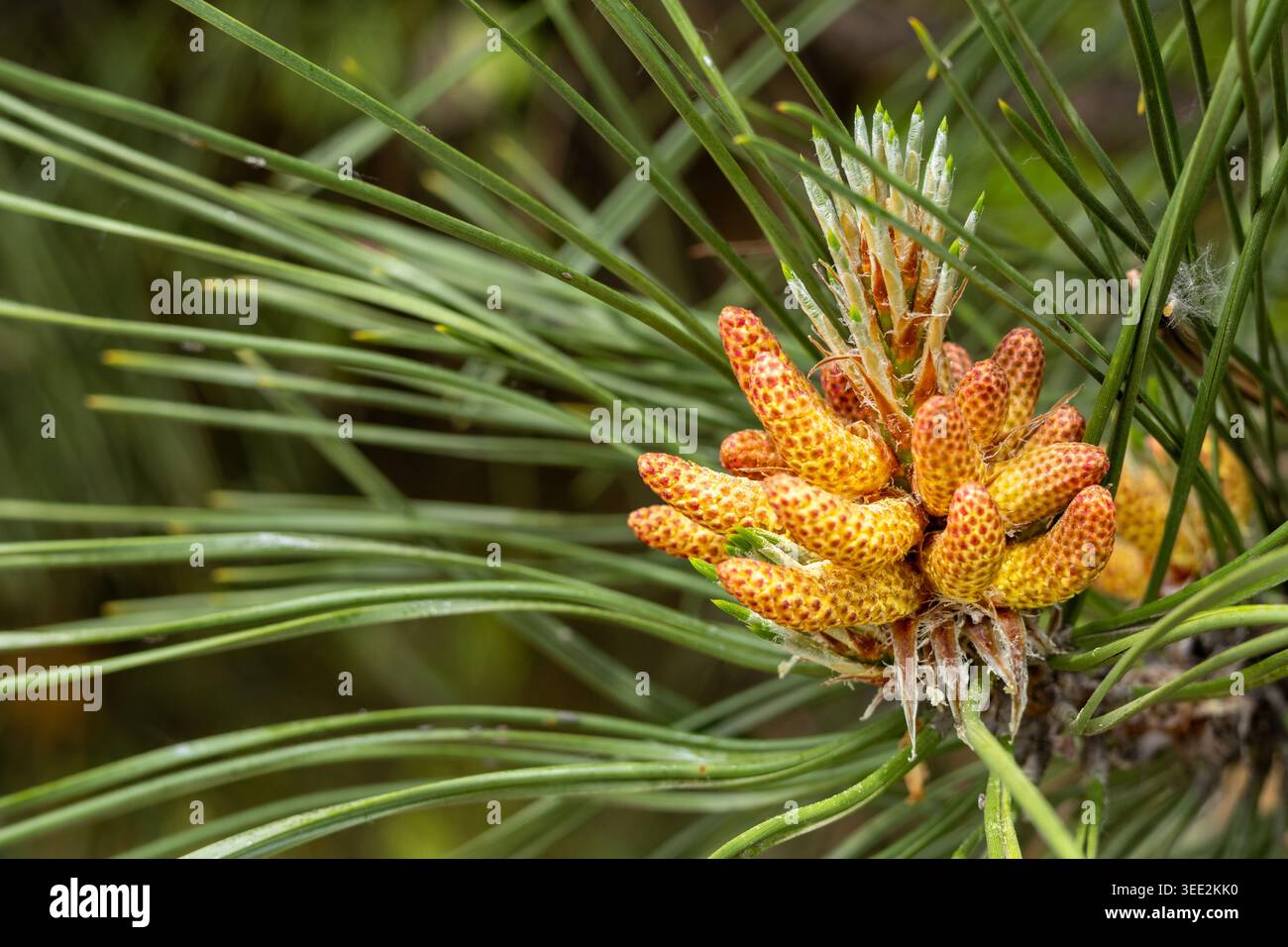 Nahaufnahme junger gelb-oranger Pollenzapfen an einem grünen Kiefernzweig. Stockfoto