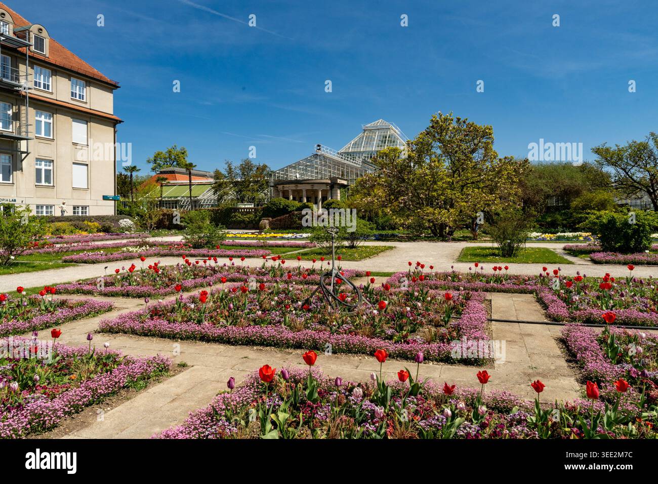 Blick auf den Botanischen Garten München-Nymphenburg mit leuchtenden roten Tulpen und violetten Blumenbeeten vor großen Glasgewächshäusern unter einem klaren Himmel Stockfoto