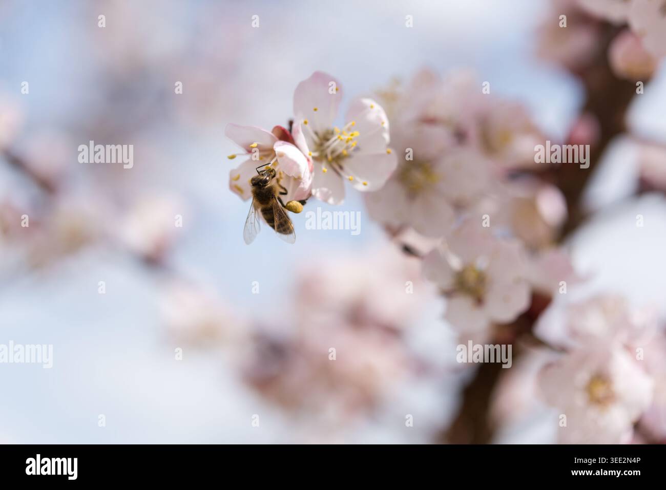 Professionelles Makrobild einer Honigbiene, die an einem sonnigen Frühlingstag Pollen aus Aprikosenblüten sammelt. Detaillierte Texturen, sichtbare Pollenkörbe und Stockfoto