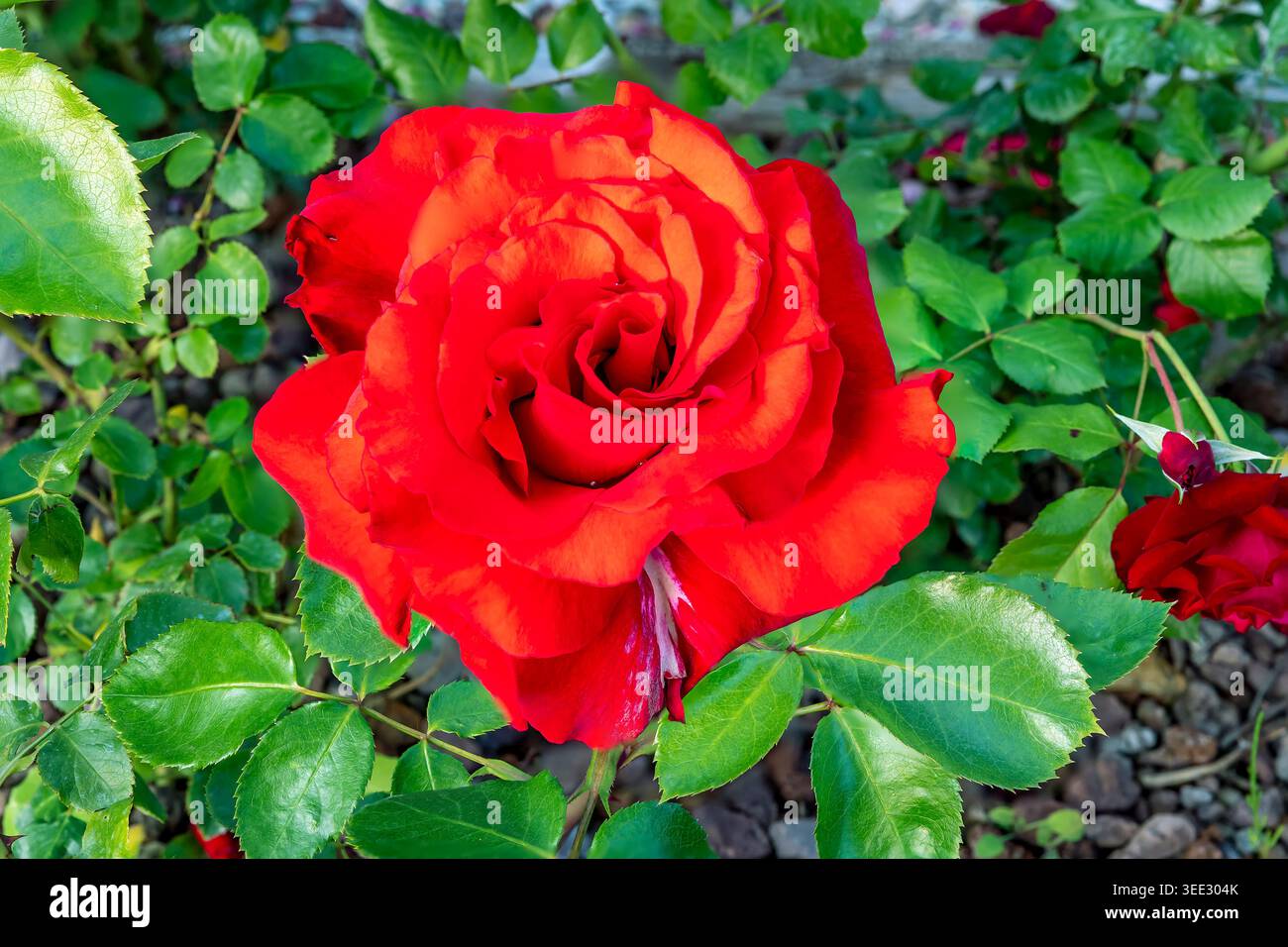 In der Nähe von einem schönen roten Rose Stockfoto
