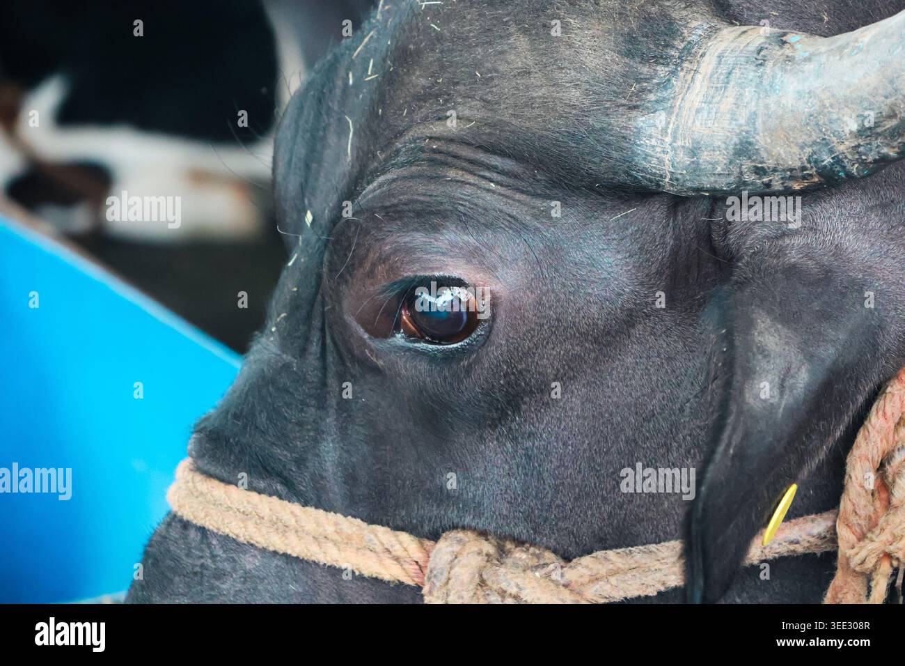 Nahaufnahme von Black Buffalo Eye mit Seilhalter. Detaillierte Nahaufnahme des Gesichts eines Schwarzwasserbüffels mit Fokus auf das ausdrucksstarke Auge und die strukturierte Haut. Stockfoto