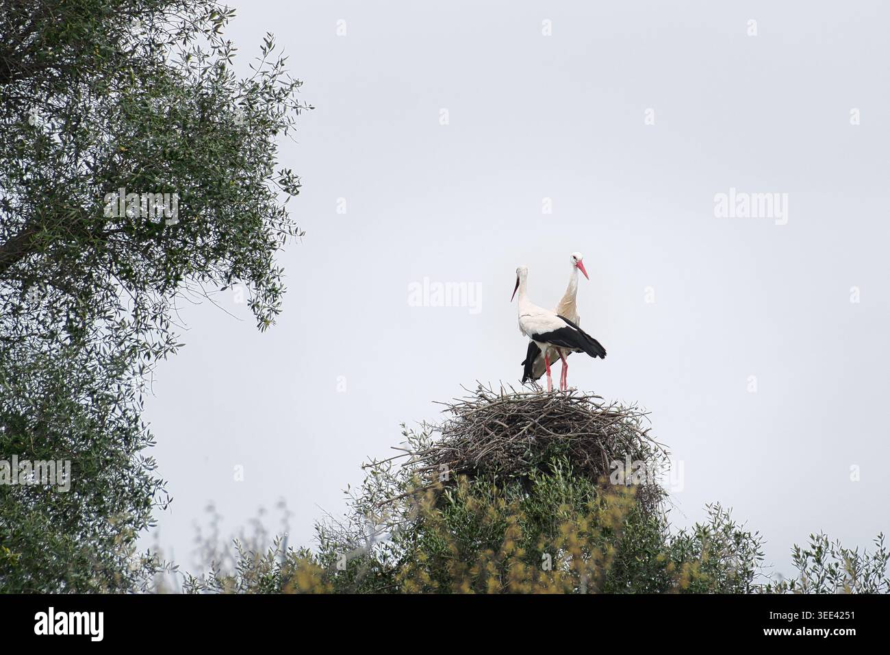Zwei Weißstörche (Ciconia ciconia), die auf einem großen Nest auf einem Baum stehen, umgeben von Vegetation in Madrid, Spanien. Stockfoto