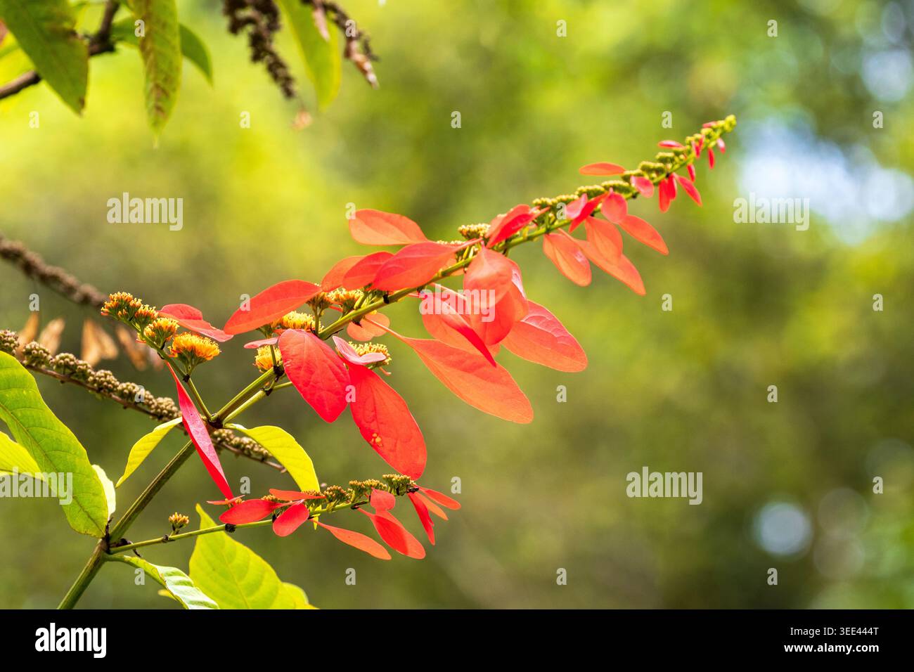 Nahaufnahme eines blühenden roten Mussaenda-Strauchs (Mussaenda erythrophylla) auf Oahu, Hawaii. Stockfoto