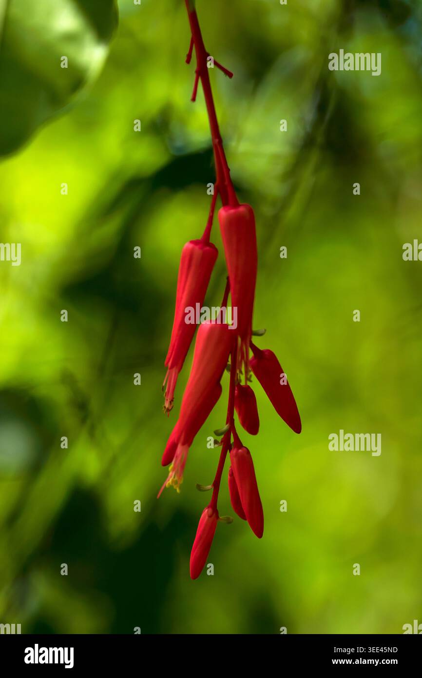 Leuchtend rote Scarlet Fuchsia (Graptophyllum excelsum) Blumen hängen in einem Cluster inmitten üppig grüner Blätter auf Oahu, Hawaii. Stockfoto