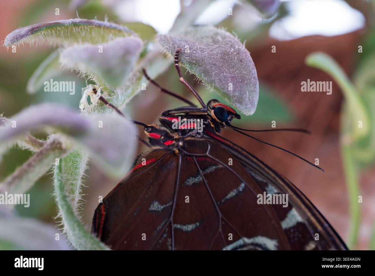 Blauer Morpho-Schmetterling (Morpho peleides) Nahaufnahme der Unterseite des Kopfes und der gefalteten Flügel mit Schuppendetail, Schmetterlingshaus, Wien Stockfoto