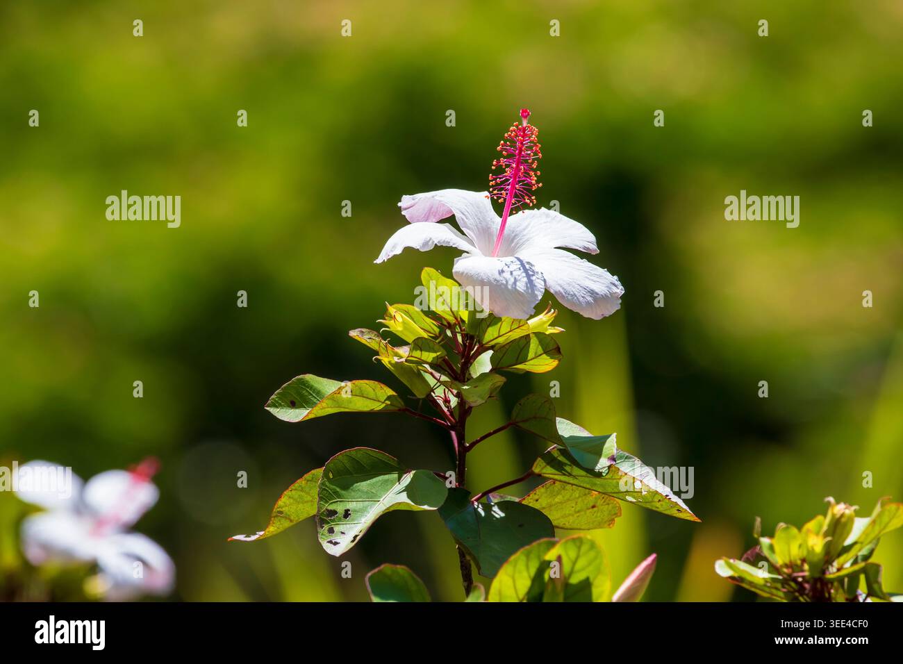 Weiße Hibiskusblüte (Hibiscus arnottianus) mit einem markanten rosa Stempel auf einem weichen grünen Hintergrund. Stockfoto