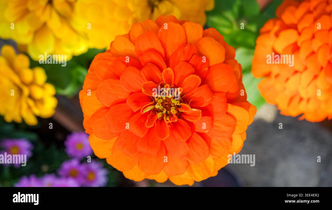 Leuchtende orangefarbene Zinnienblüte blüht im Garten Stockfoto