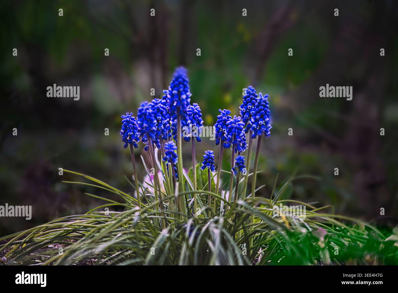Traubenhyazinthen - Muscari neglectum - am einem Gartenrand iin Kitzingen Stockfoto