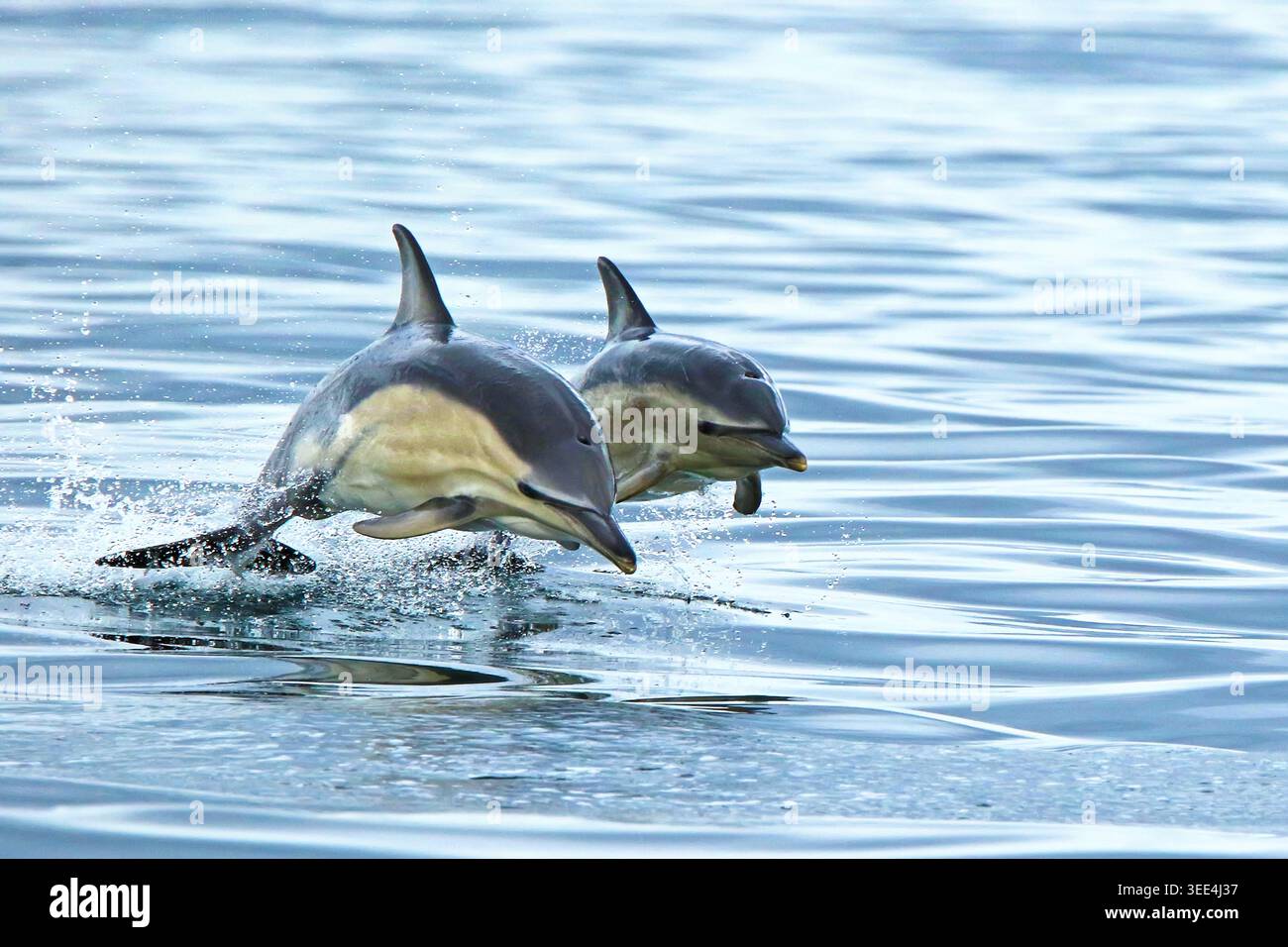 Zwei kurzschnäuzige Gewöhnliche Delfine (Delphinus delphis) springen aus dem ruhigen blauen Meer Stockfoto