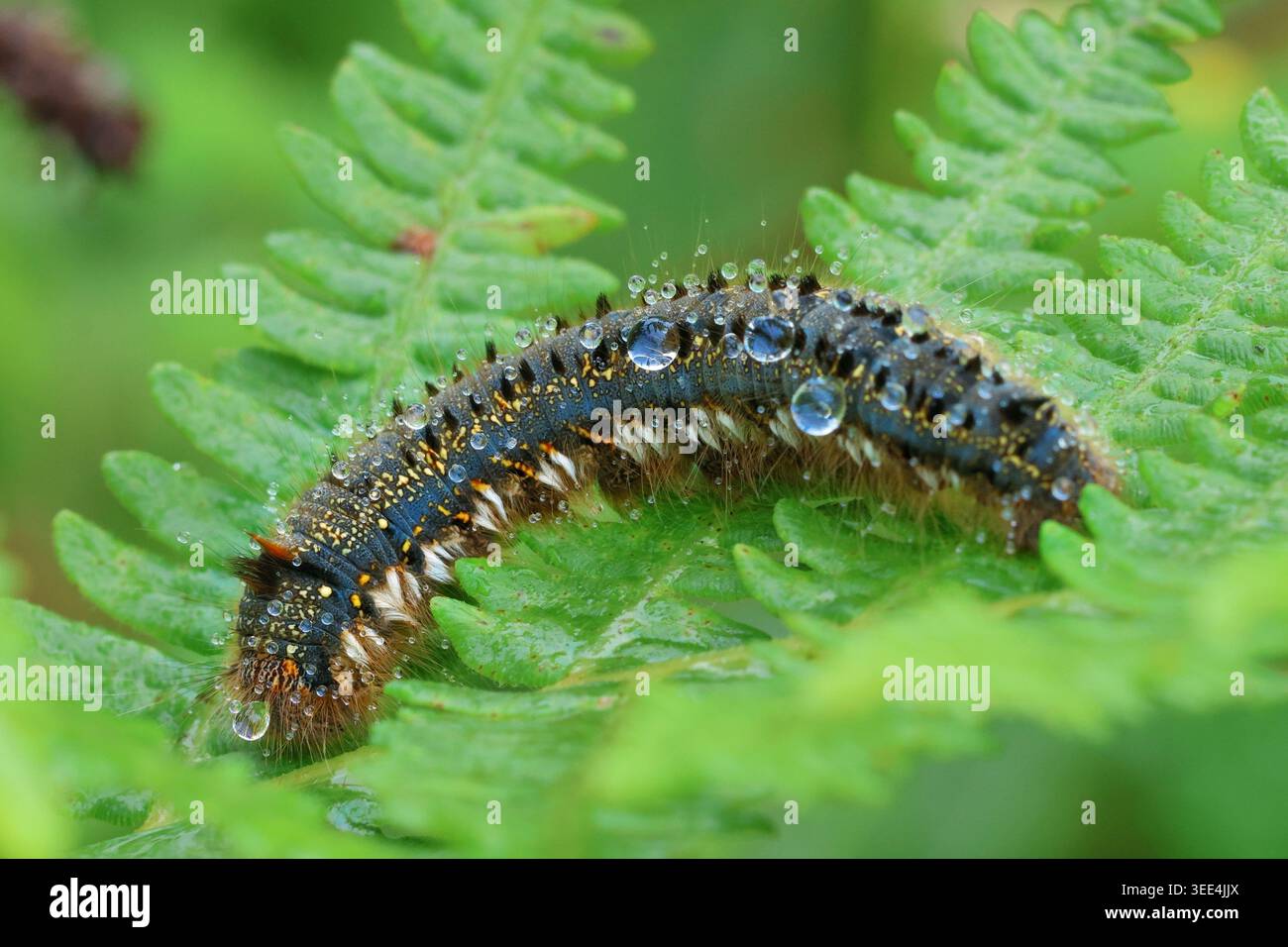 Falterraupen (Euthrix potatoria) mit Tautropfen bedeckt auf einem Farnblatt Stockfoto