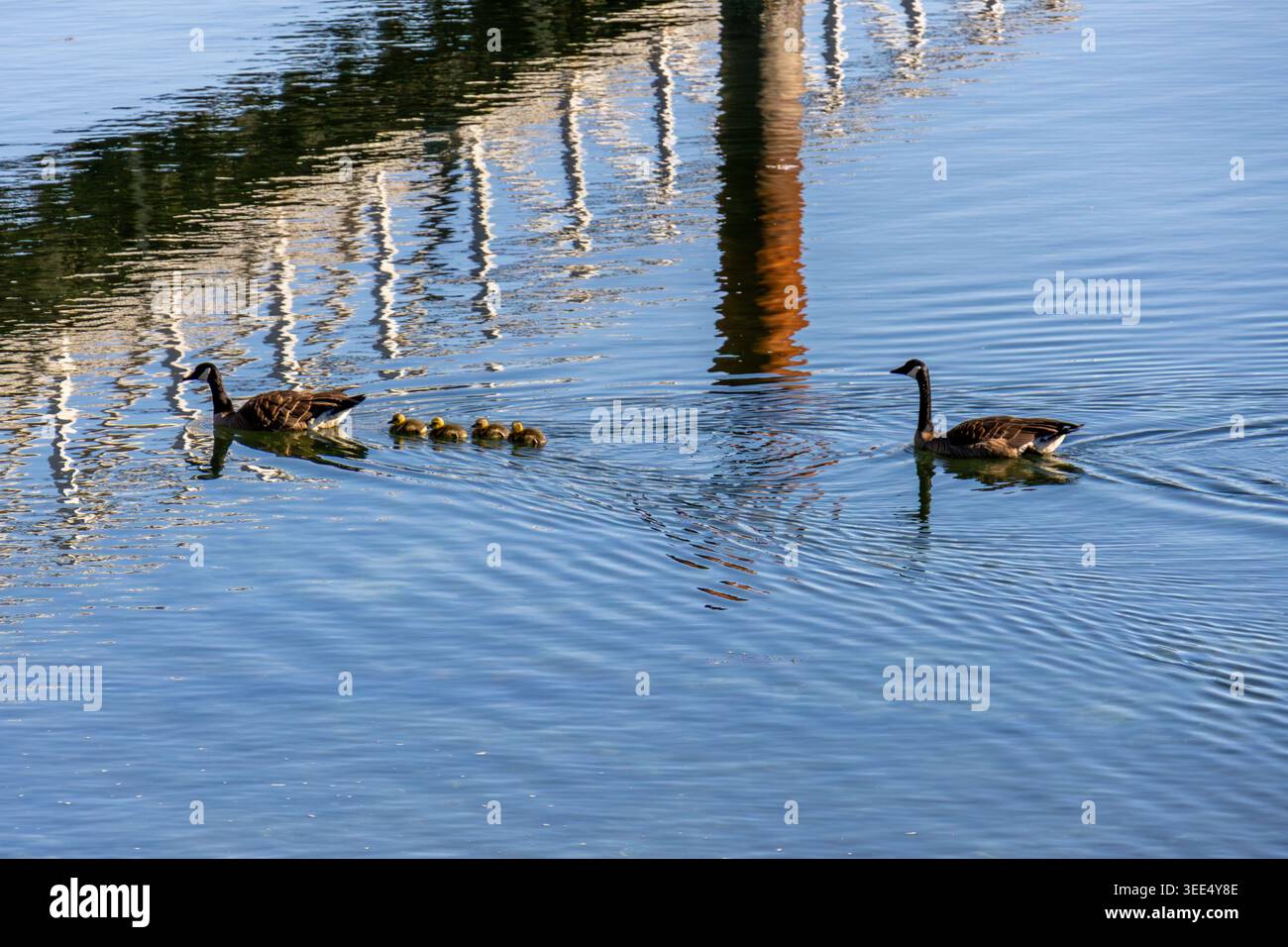 Canada Goose Familie mit vier Gänsen, die im ruhigen Wasser auf Bowen Island in Kanada schwimmen Stockfoto