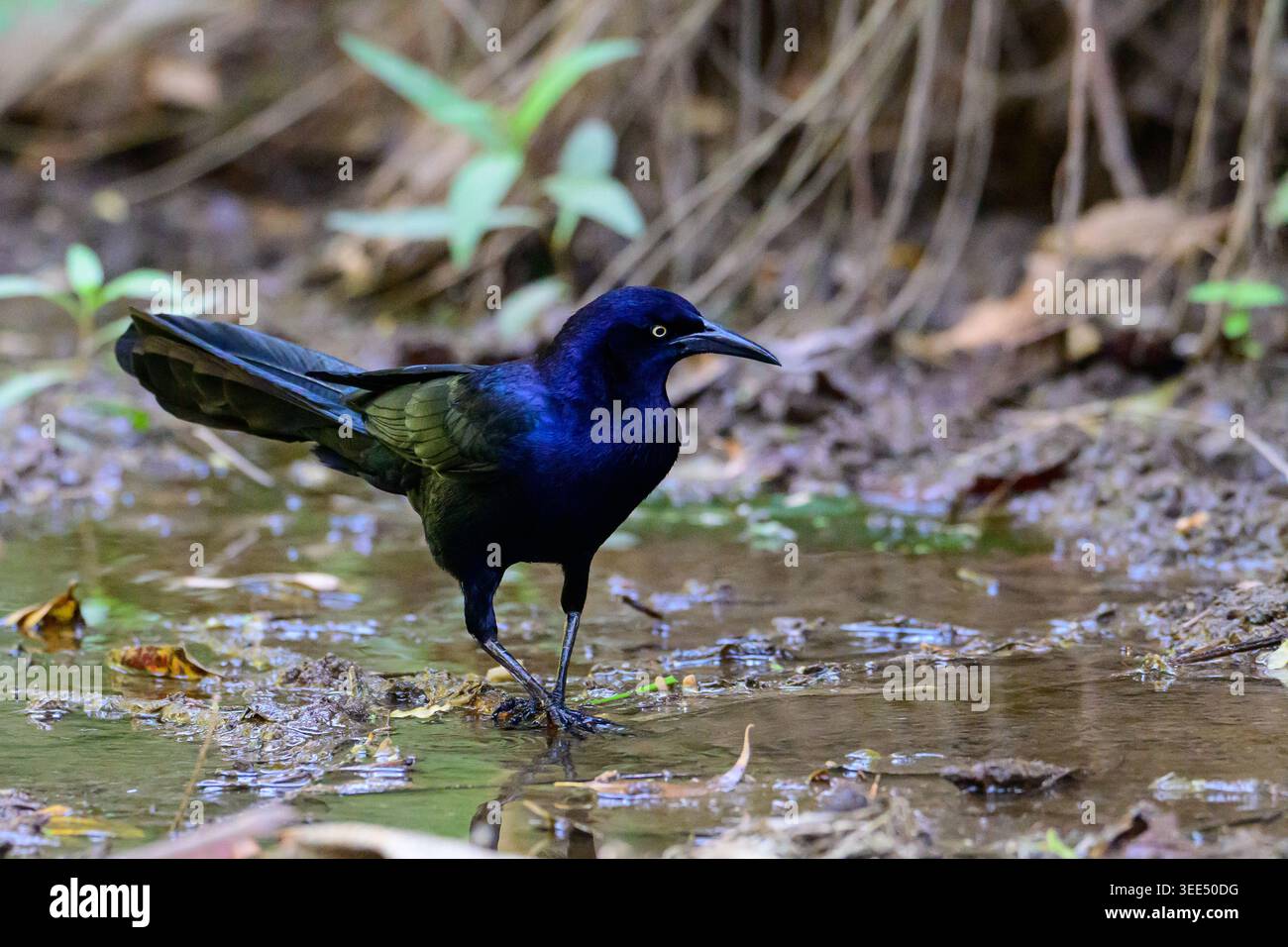 Männlicher Bootsschwanzgrackle mit irisierenden Gefieder auf der Suche nach einem schlammigen Riverbank Stockfoto