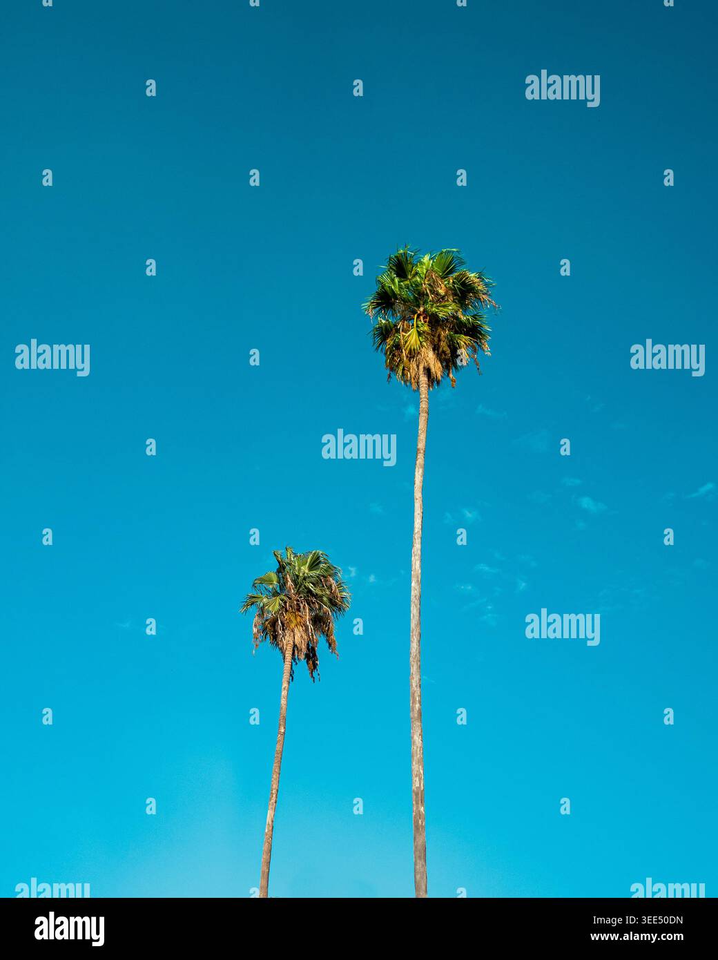 Zwei große Palmen vor einem lebendigen klaren blauen Himmel Stockfoto
