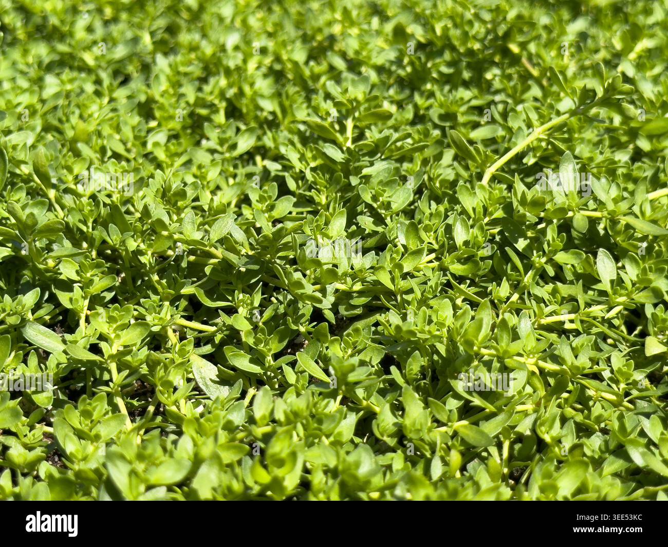Eine Nahaufnahme der grünen Teppichpflanze. Stockfoto