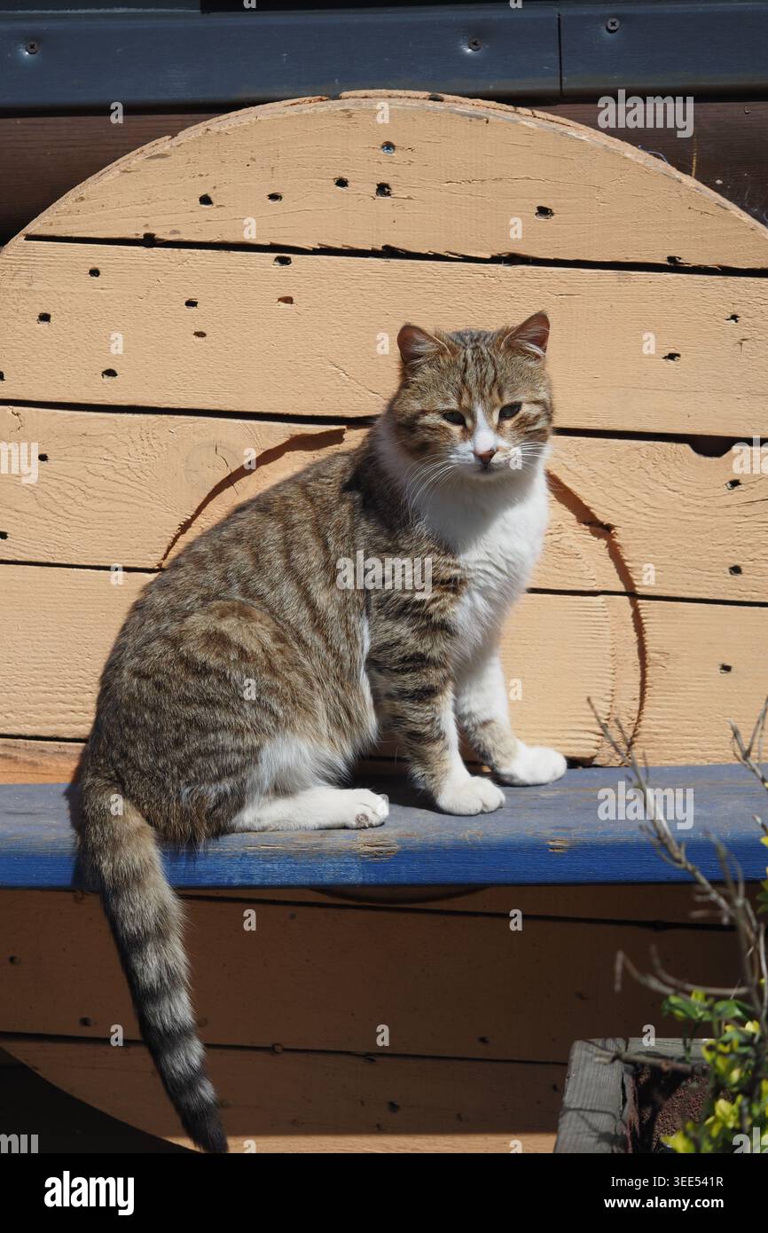 Katze, die bei Tageslicht auf einer Holzbank an einer Wand ruht Stockfoto