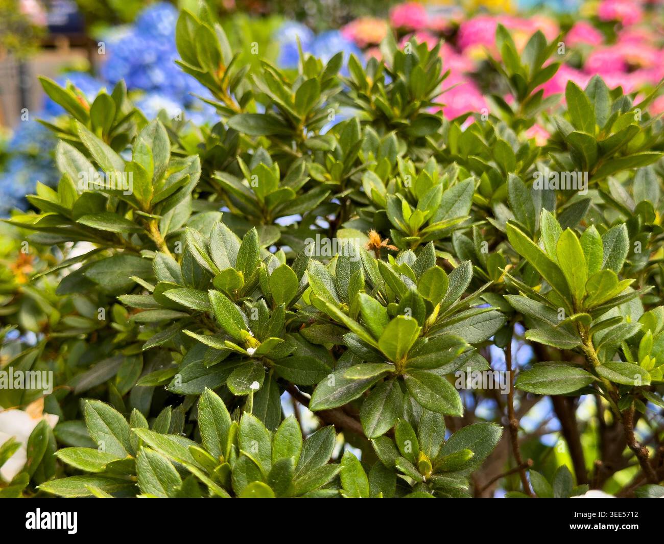 Ein Blick auf die Blätter der immergrünen Azaleen-Pflanze. Stockfoto