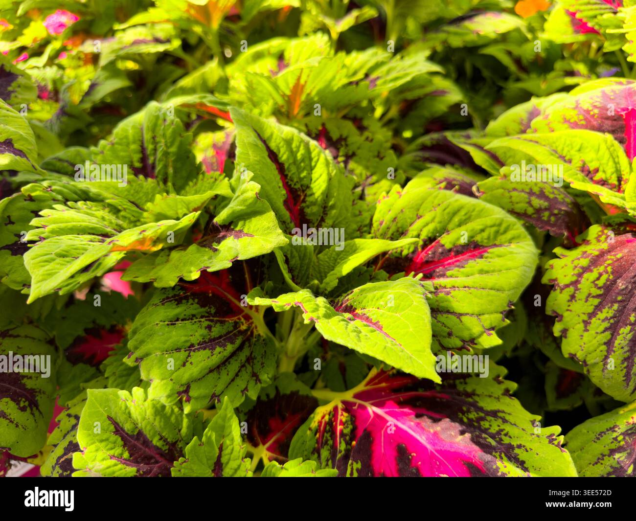 Ein Blick auf die Blätter einer coleus-Pflanze. Stockfoto