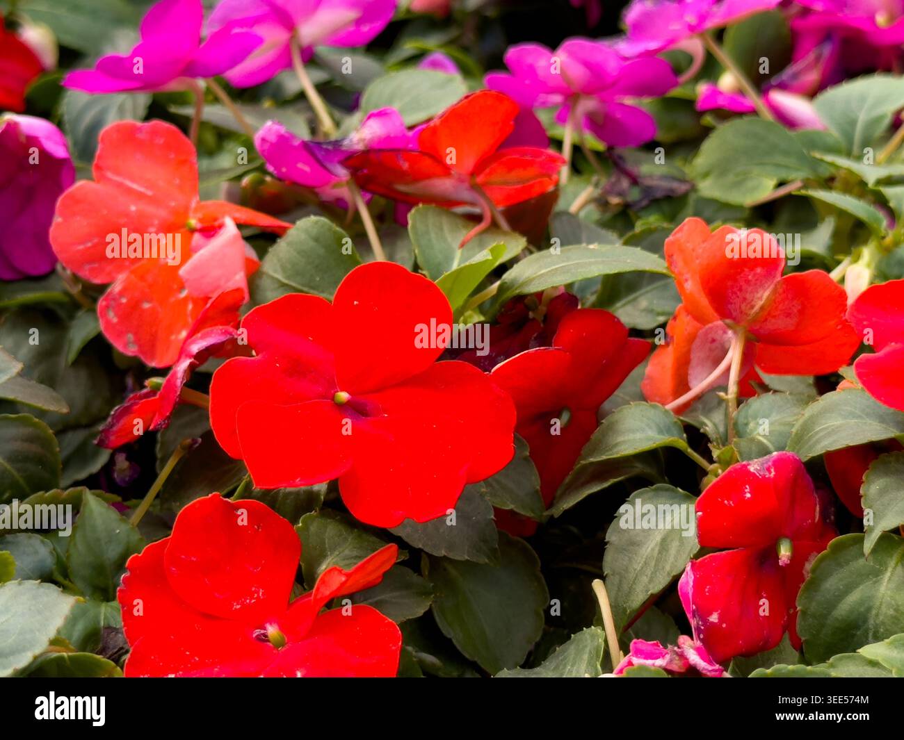 Ein Blick auf rote impatiens Beacon Lippenstiftblüten. Stockfoto