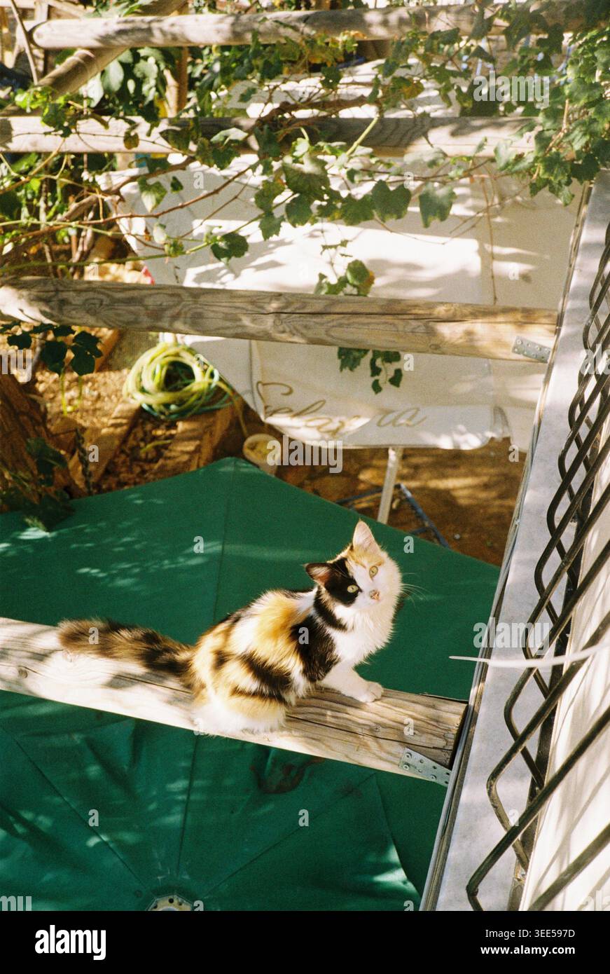 Neugierige Calico-Katze, die draußen auf einem Holzvorsprung sitzt und auf Äste in einem sonnendurchfluteten Garten blickt, warme nostalgische Filmfotografie Stockfoto