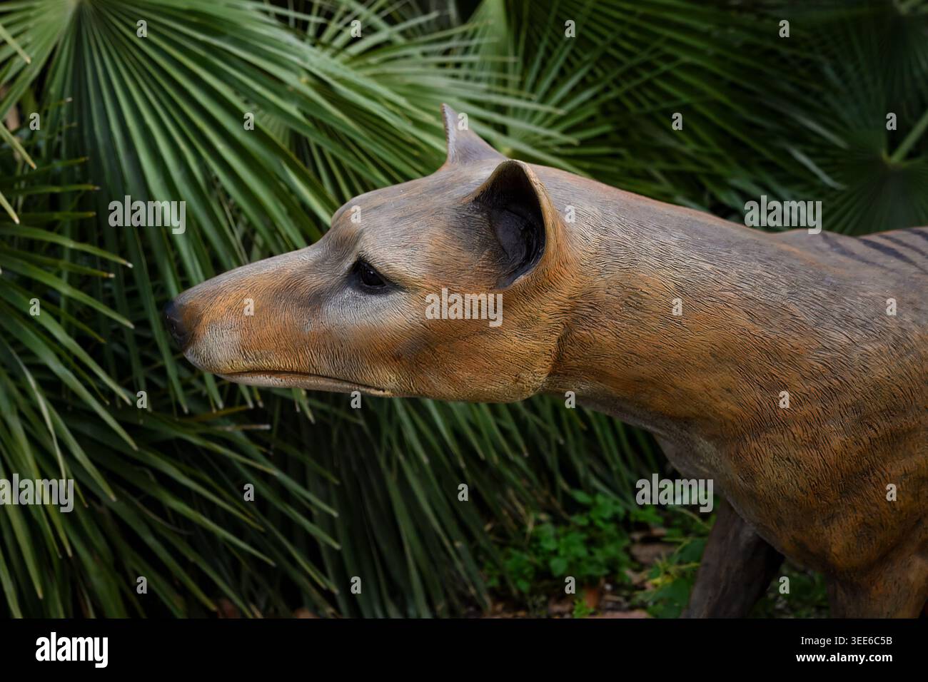 Modell des ausgestorbenen Thylacins oder Tasmanischen Tigers oder Tasmanischen Wolfs, Thylacinus cynocephalus, Thylacinidae Stockfoto