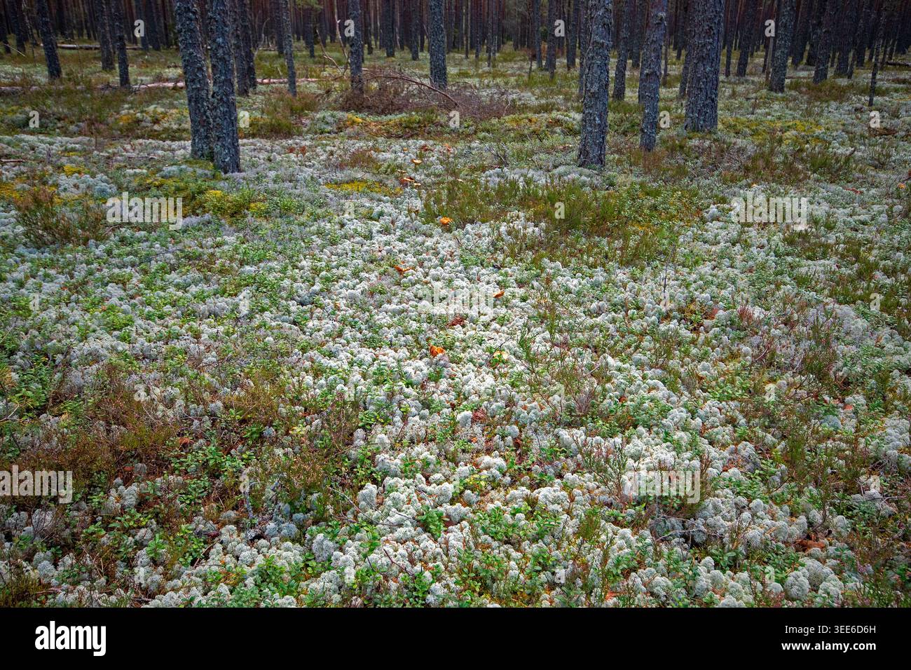 Weißes Rentiermoos (Cladonia rangiferina), eine Art Flechte im Wald des Nationalparks Lahemaa, Estland, Europa Stockfoto