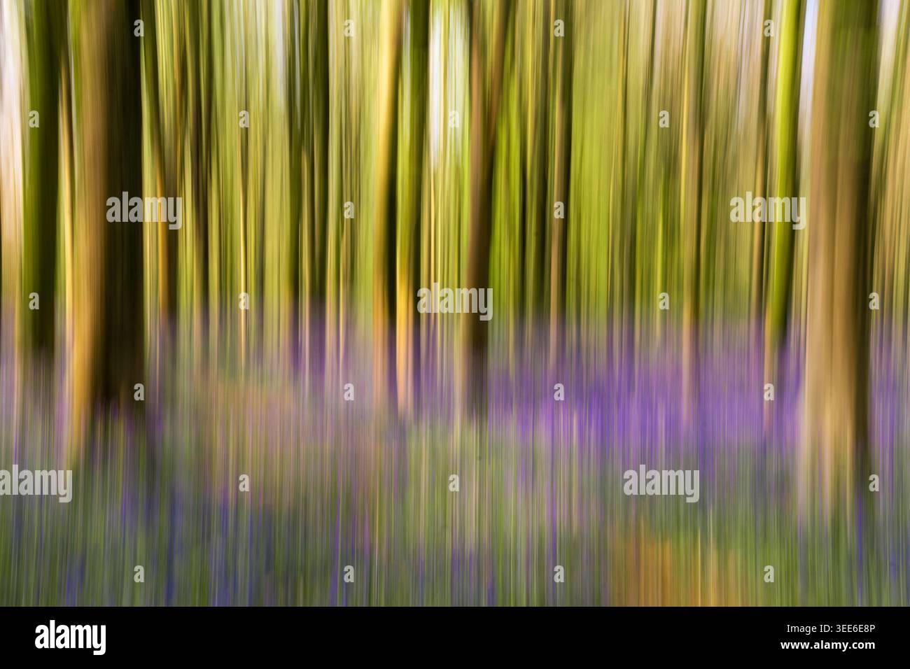 Ansicht von Bluebell Woodlands mit abstrakter Bewegungsunschärfe mit vertikalen Streifen von grünen Bäumen und violetten Blumen in Oxfordshire, Großbritannien. Stockfoto