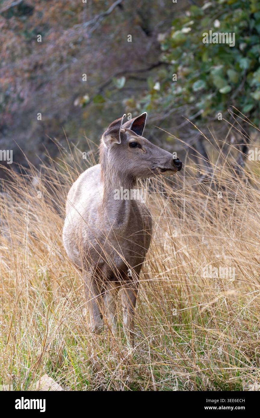 Weibliche Sambarhirsche, die wachsam im hohen goldenen Gras stehen, blickend zurück, Ranthambore National Park, Rajasthan, Indien Stockfoto