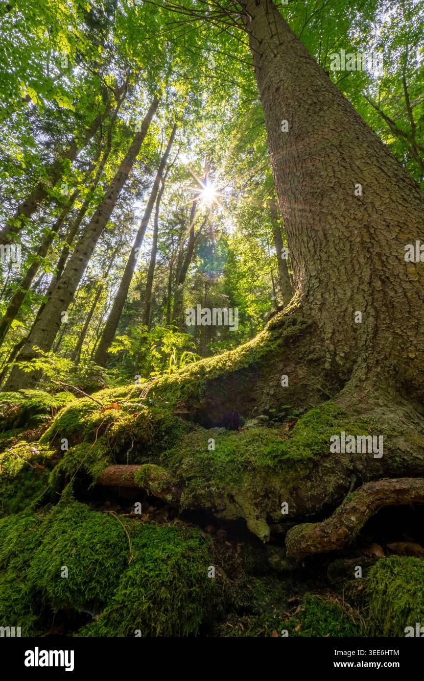 Blick auf die moosigen Wurzeln und den hohen Stamm eines Nadelbaums im Wald von Vajskovska dolina mit Sonnenlicht, das durch das grüne Baldachin Dolna Leh filtert Stockfoto