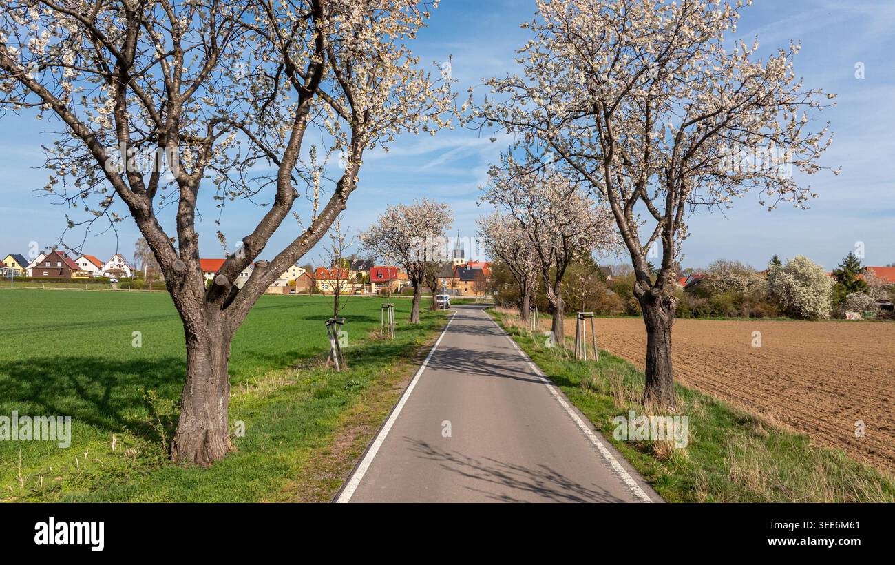 Bilder aus Westerhausen Landkreis Harz im Frühjahr mit blühenden Bäumen Stockfoto