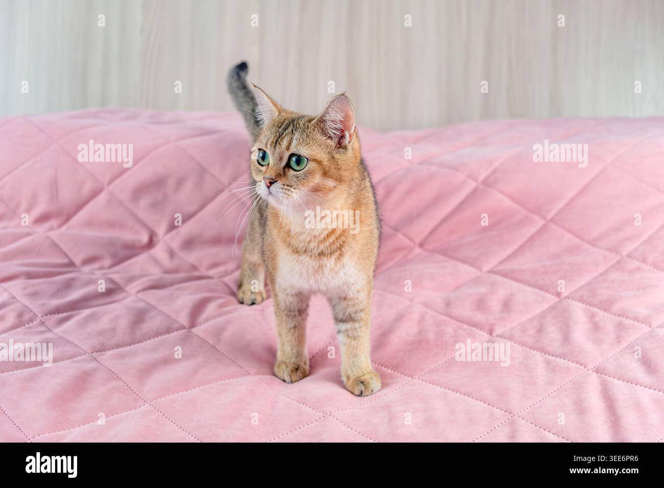Cat British züchtet goldene Chinchilla zu Hause auf einem Bett auf einer rosa Bettdecke. Stockfoto
