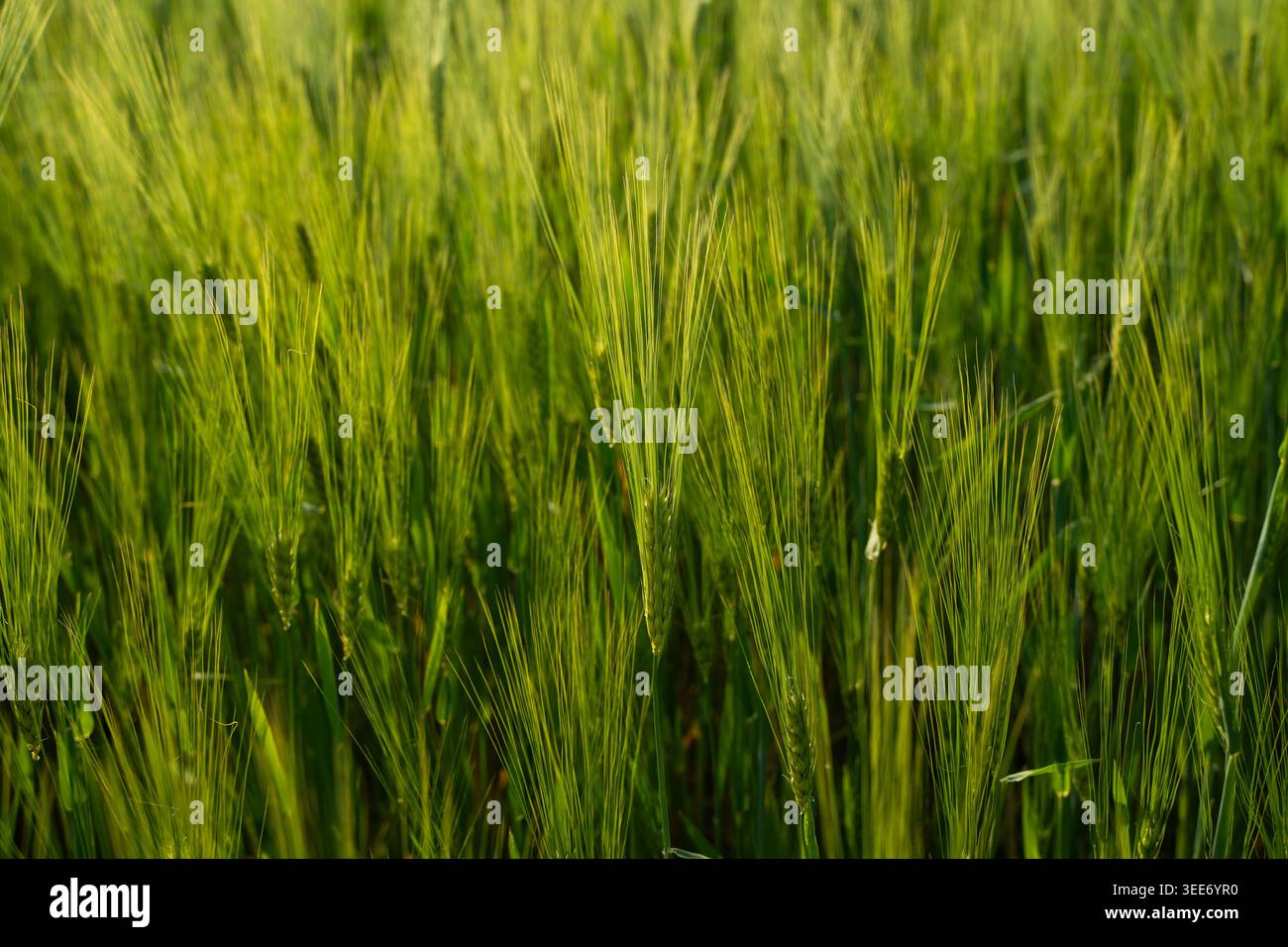 Junge grüne Gerste oder Weizen, die tagsüber auf einem landwirtschaftlichen Feld angebaut werden, symbolisieren nachhaltige Landwirtschaft und Ernte Stockfoto