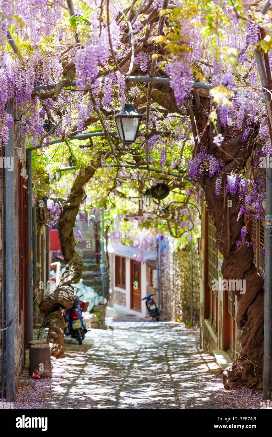 Malerische Kopfsteinpflasterstraße in Molyvos, Griechenland, geschmückt mit einem Baldachin aus blühenden violetten Glyzinien und Sonnenlicht im Frühling auf der Lesboser isla Stockfoto