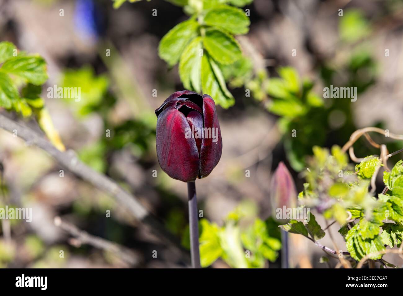 Dunkelrote, burgunderrote Tulpe im Frühling im Park. Blumen im Garten Stockfoto