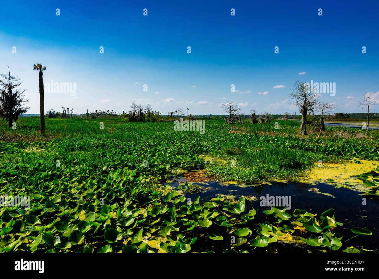 Panoramablick auf den Orlando Feuchtpark Stockfoto