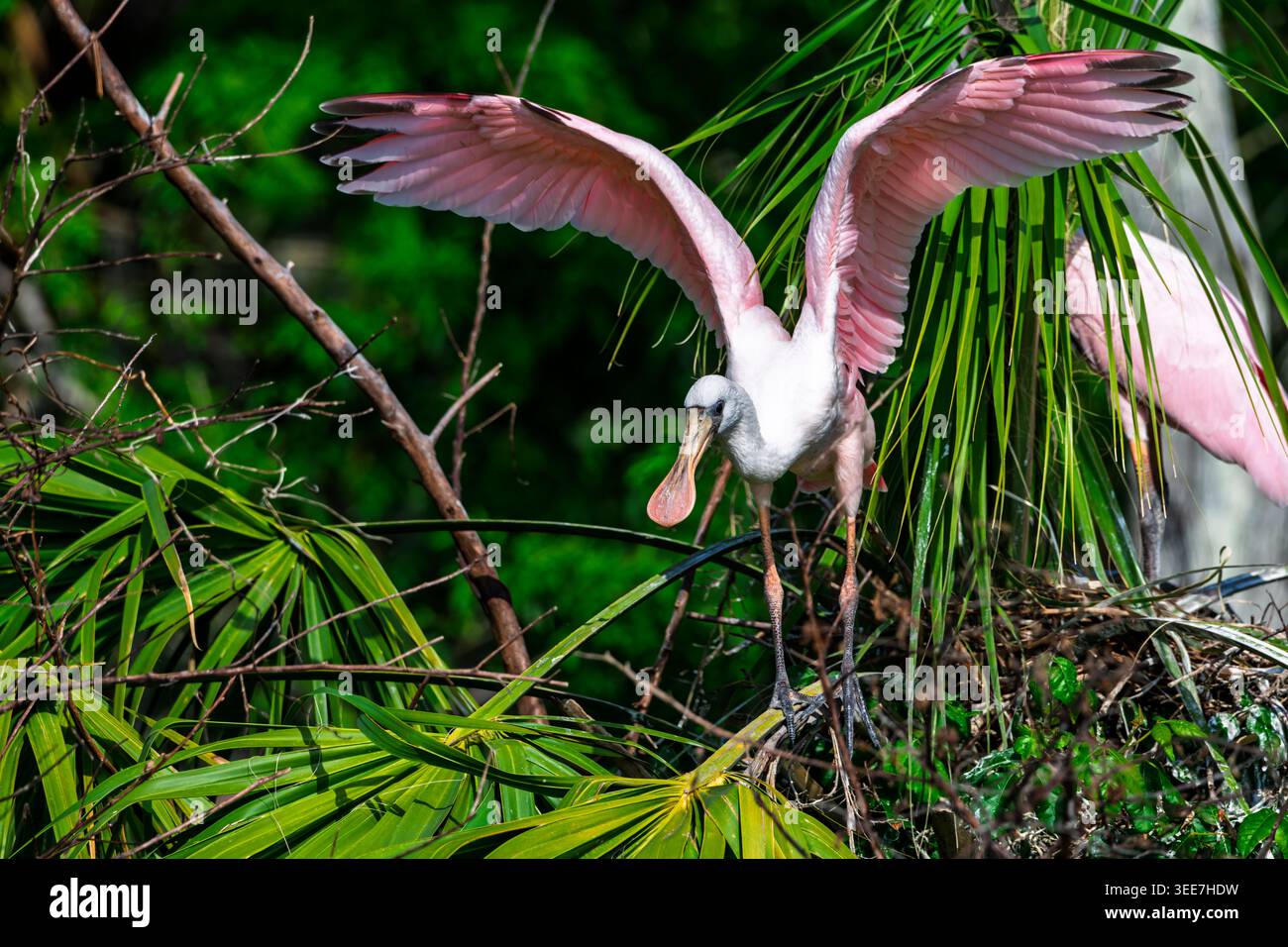 Rosenlöffelflügel entfaltet und grüne Vegetation Stockfoto
