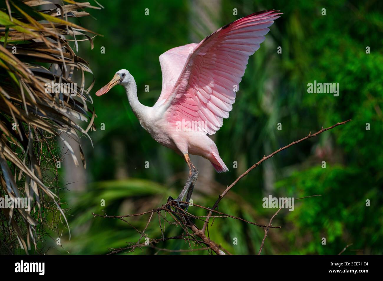 Profilansicht eines Rosenlöffels im Feuchtgebiet von Orlando Stockfoto
