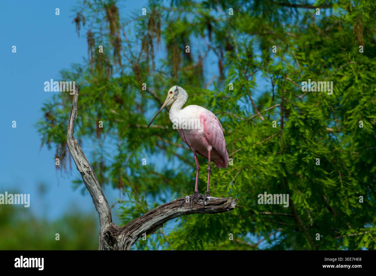 Rosenlöffelschnabel auf einem Baum Stockfoto