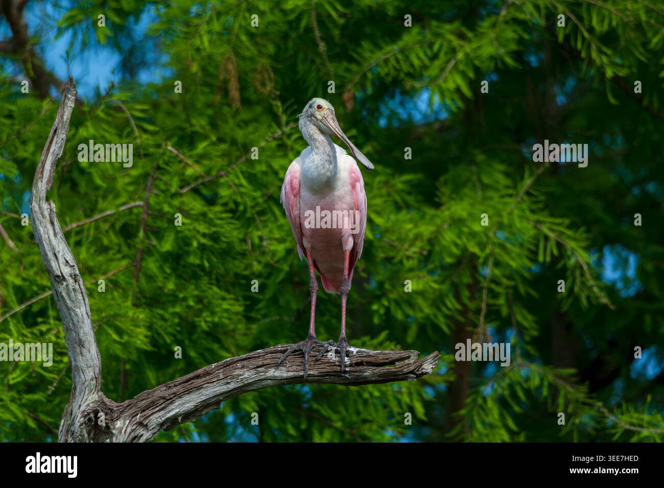 Vorderansicht eines Rosenlöffels auf einem Baum Stockfoto