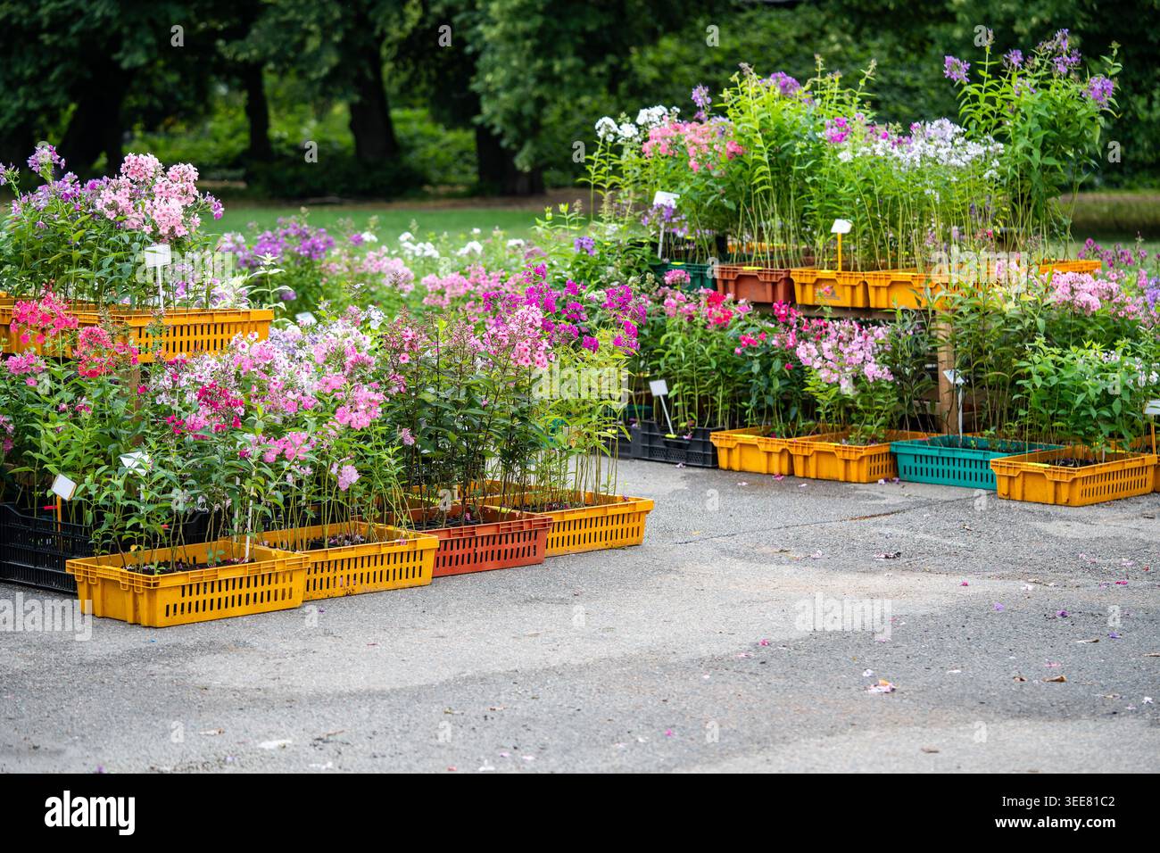 Saisonaler Blumenmarkt im Freien bietet frische Stauden zum Verkauf, einschließlich Phlox in Kisten Stockfoto