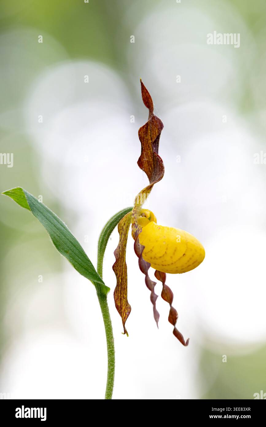 Small Yellow Lady's Slipper Orchid (Cypripedium parviflorum) - DuPont State Recreational Forest, Cedar Mountain, in der Nähe von Brevard, North Carolina, USA Stockfoto