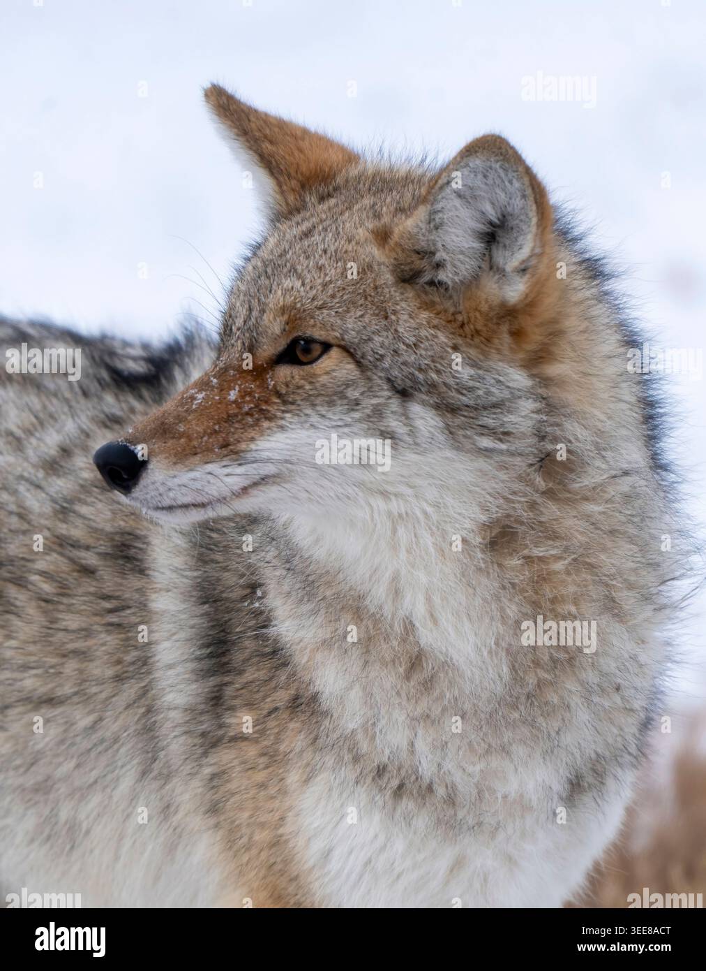 Eine detaillierte Ansicht des Kopfes und der Schulter eines wilden Kojoten mit strukturiertem Fell und wachsamen Augen vor einem weichen, verschneiten Hintergrund Stockfoto