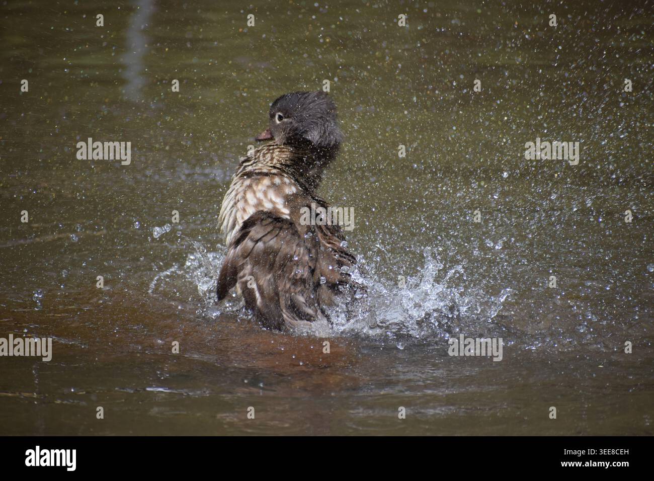 Verspielte kleine Mandarinenente im Teich Stockfoto