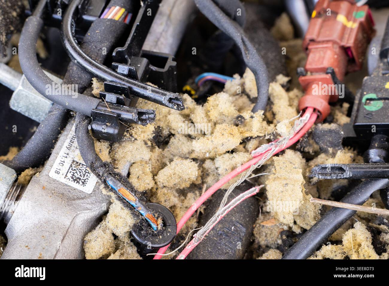 Nahaufnahme der elektrischen Anlage eines Fahrzeugs mit ausgefransten Drähten und beschädigter Isolierung, möglicherweise aufgrund von Nagetieren Stockfoto