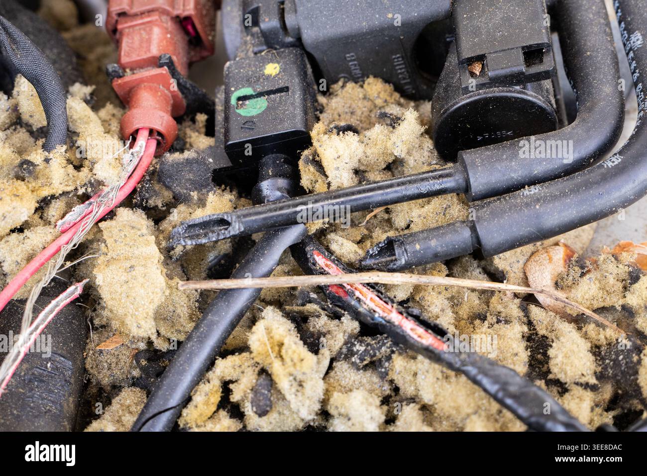 Nahaufnahme einer beschädigten Fahrzeugelektrik mit ausgefransten Drähten und geknackter Isolierung, was auf Schäden durch Nagetiere hindeutet Stockfoto